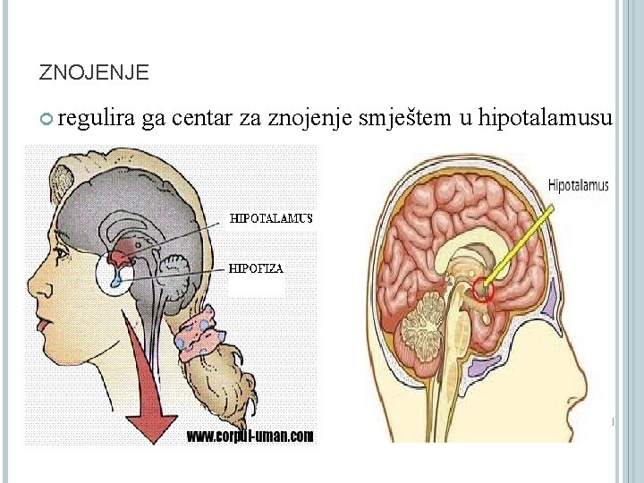 ZNOJENJE regulira ga centar za znojenje smještem u hipotalamusu 