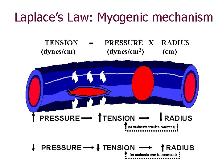 Laplace’s Law: Myogenic mechanism TENSION (dynes/cm) PRESSURE = PRESSURE X (dynes/cm 2) TENSION RADIUS Laplace’s Law: Myogenic mechanism TENSION (dynes/cm) PRESSURE = PRESSURE X (dynes/cm 2) TENSION RADIUS
