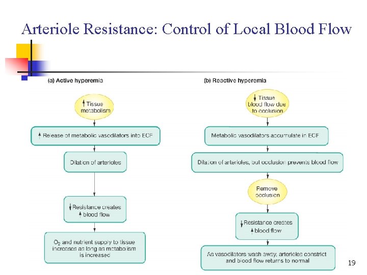 Arteriole Resistance: Control of Local Blood Flow 19 Arteriole Resistance: Control of Local Blood Flow 19