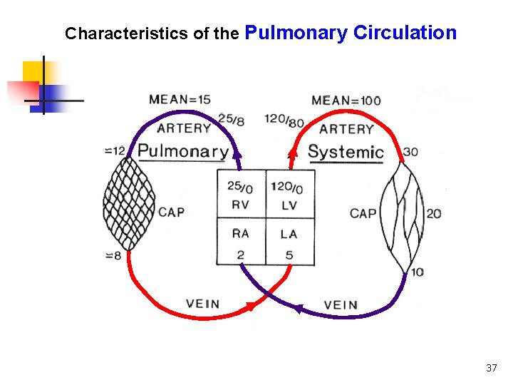 Characteristics of the Pulmonary Circulation 37 Characteristics of the Pulmonary Circulation 37