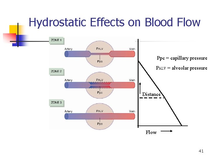 Hydrostatic Effects on Blood Flow Ppc = capillary pressure PALV = alveolar pressure Distance Hydrostatic Effects on Blood Flow Ppc = capillary pressure PALV = alveolar pressure Distance