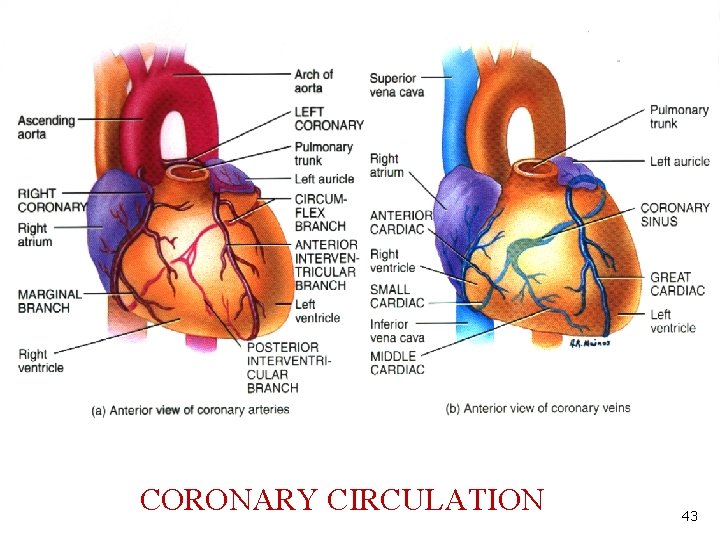 CORONARY CIRCULATION 43 CORONARY CIRCULATION 43