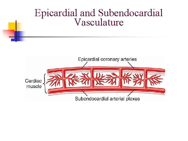 Epicardial and Subendocardial Vasculature Epicardial and Subendocardial Vasculature