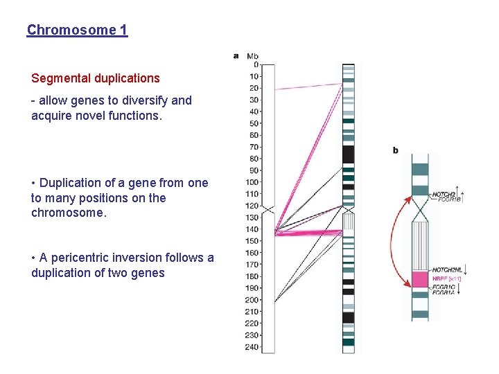 Chromosome 1 Segmental duplications - allow genes to diversify and acquire novel functions. •