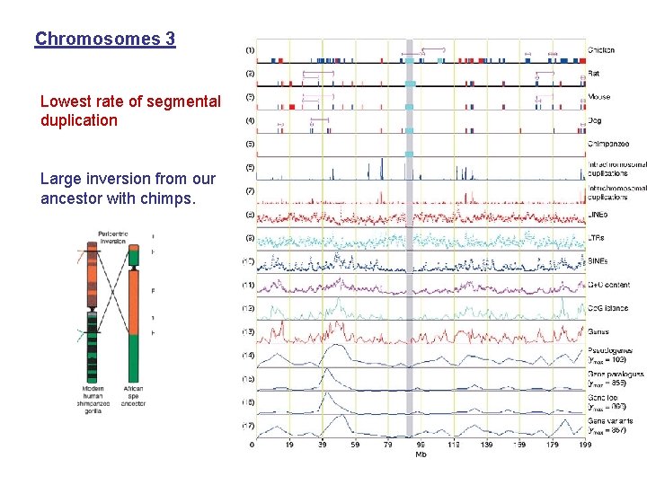 Chromosomes 3 Lowest rate of segmental duplication Large inversion from our ancestor with chimps.