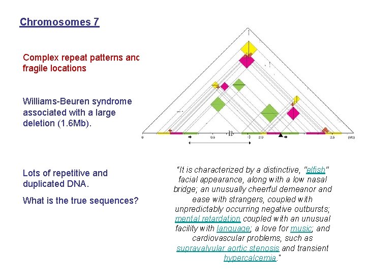 Chromosomes 7 Complex repeat patterns and fragile locations Williams-Beuren syndrome associated with a large