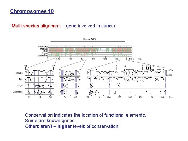 Chromosomes 10 Multi-species alignment – gene involved in cancer Conservation indicates the location of