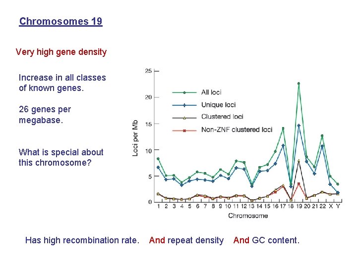 Chromosomes 19 Very high gene density Increase in all classes of known genes. 26