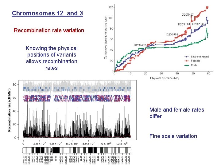 Chromosomes 12 and 3 Recombination rate variation Knowing the physical positions of variants allows