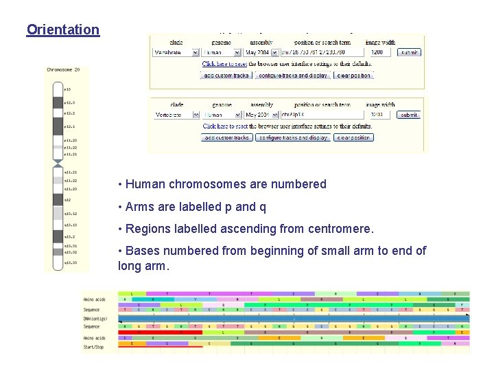 Orientation • Human chromosomes are numbered • Arms are labelled p and q •