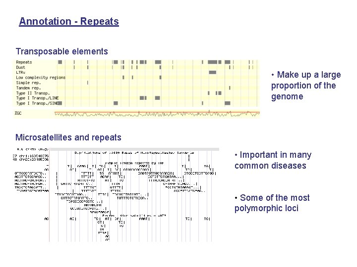 Annotation - Repeats Transposable elements • Make up a large proportion of the genome
