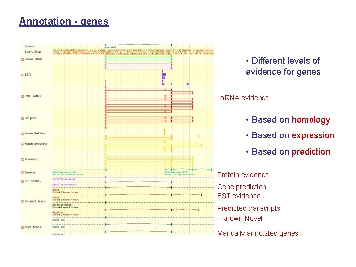 Annotation - genes • Different levels of evidence for genes m. RNA evidence •