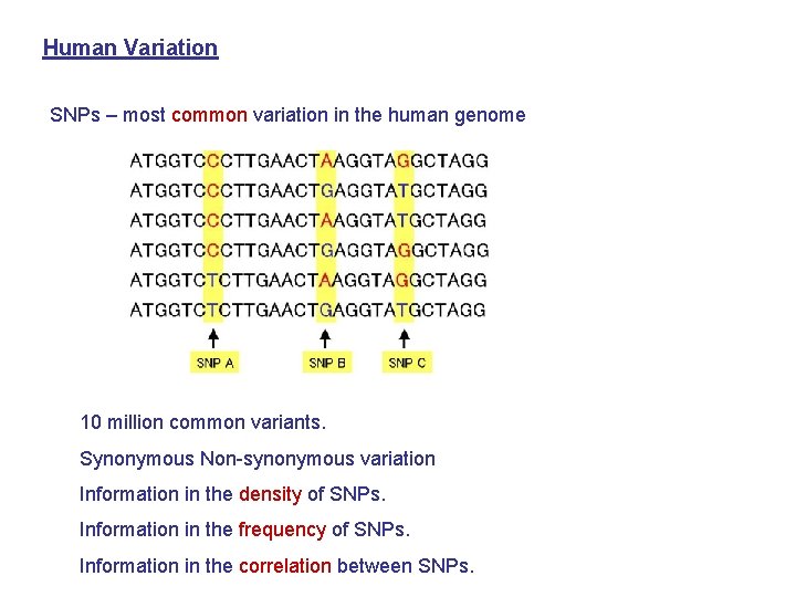 Human Variation SNPs – most common variation in the human genome 10 million common