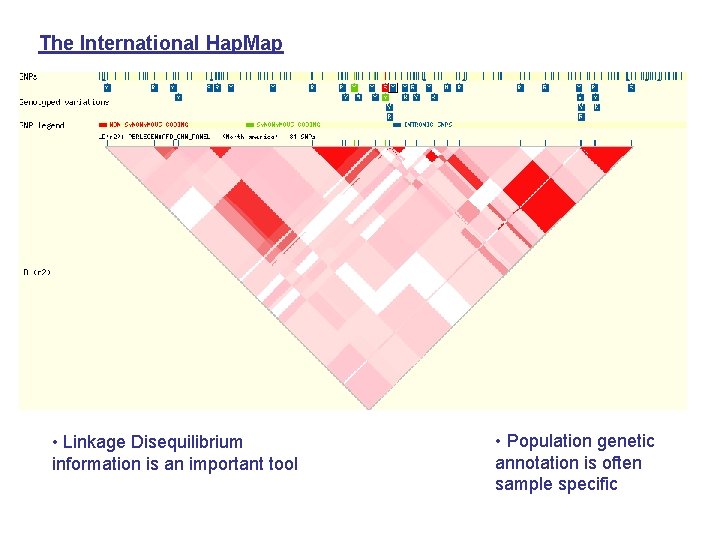 The International Hap. Map • Linkage Disequilibrium information is an important tool • Population
