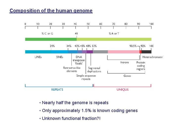 Composition of the human genome • Nearly half the genome is repeats • Only