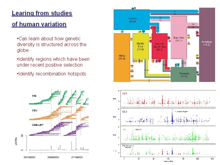 Learing from studies of human variation • Can learn about how genetic diversity is