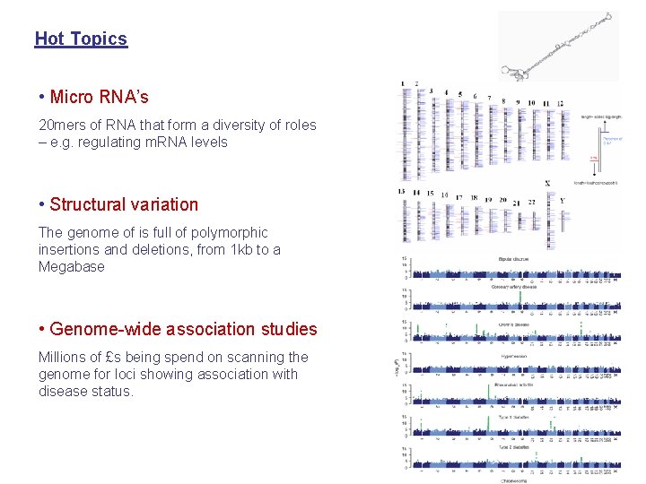 Hot Topics • Micro RNA’s 20 mers of RNA that form a diversity of