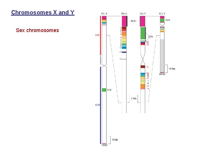 Chromosomes X and Y Sex chromosomes 