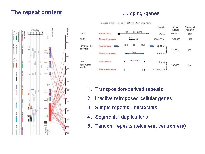 The repeat content Jumping -genes 1. Transposition-derived repeats 2. Inactive retroposed cellular genes. 3.