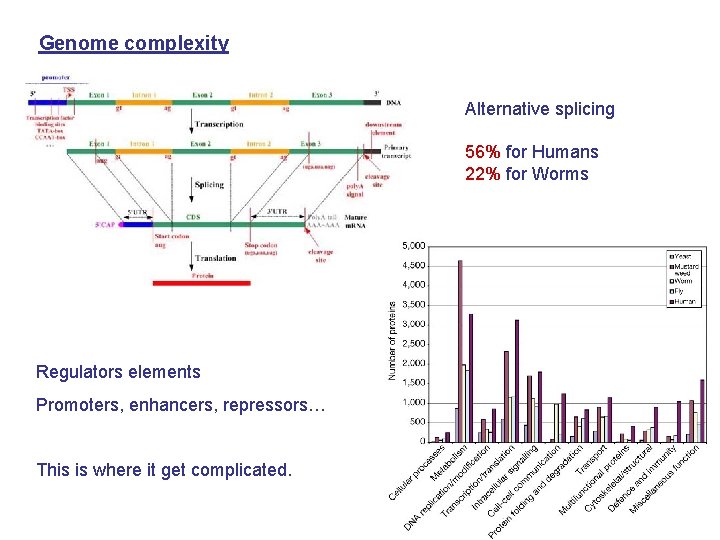 Genome complexity Alternative splicing 56% for Humans 22% for Worms Regulators elements Promoters, enhancers,