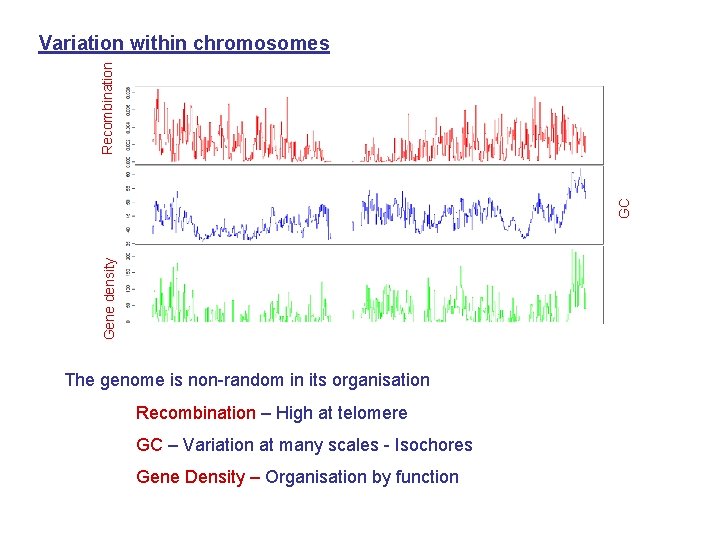Gene density GC Recombination Variation within chromosomes The genome is non-random in its organisation
