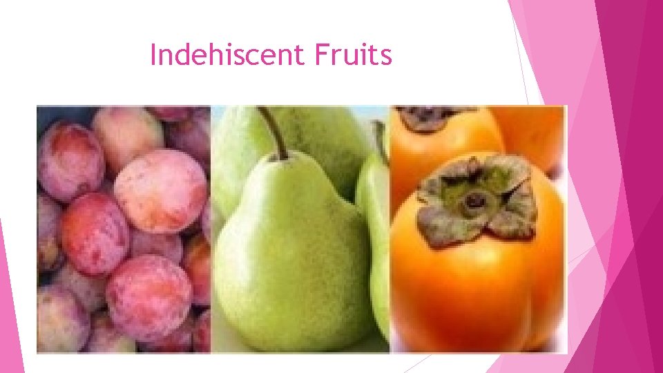 Indehiscent Fruits 