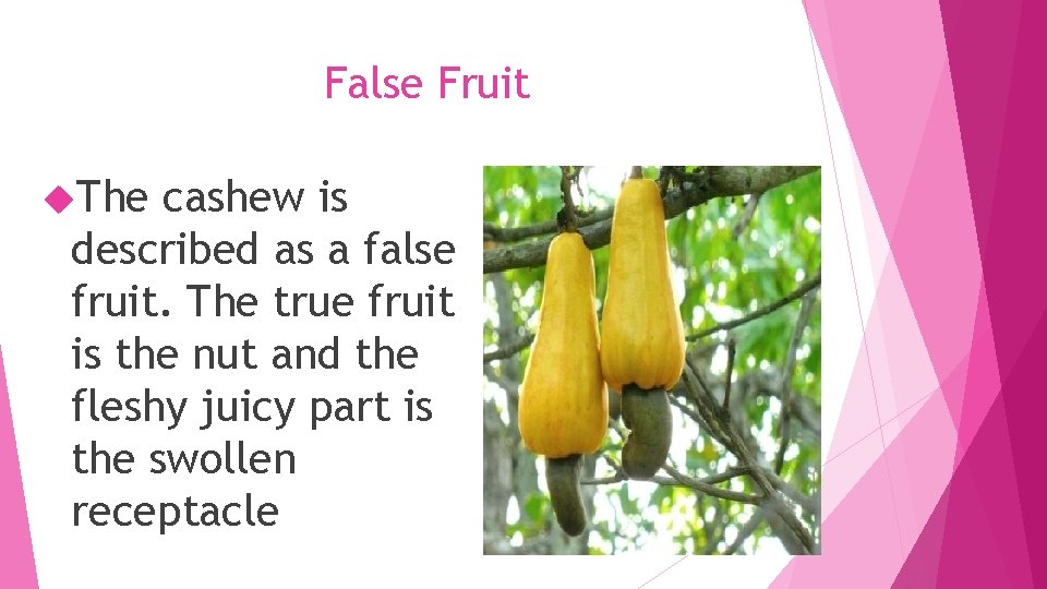 False Fruit The cashew is described as a false fruit. The true fruit is