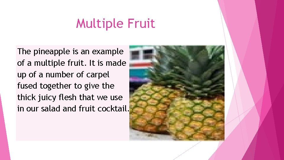 Multiple Fruit The pineapple is an example of a multiple fruit. It is made