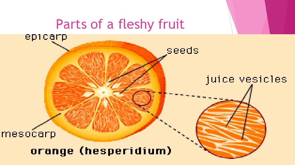 Parts of a fleshy fruit 