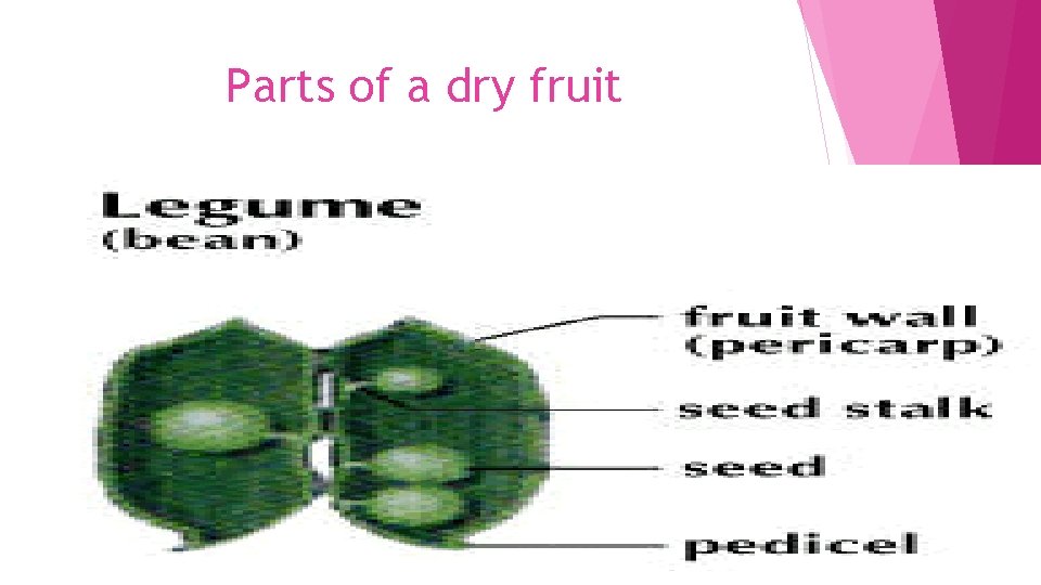 Parts of a dry fruit 