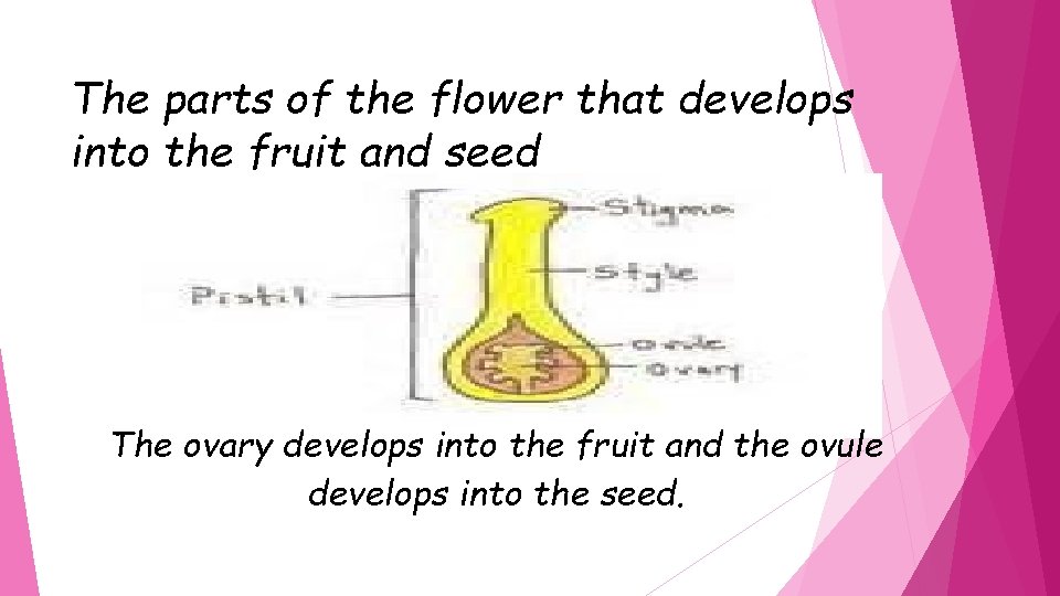 The parts of the flower that develops into the fruit and seed The ovary