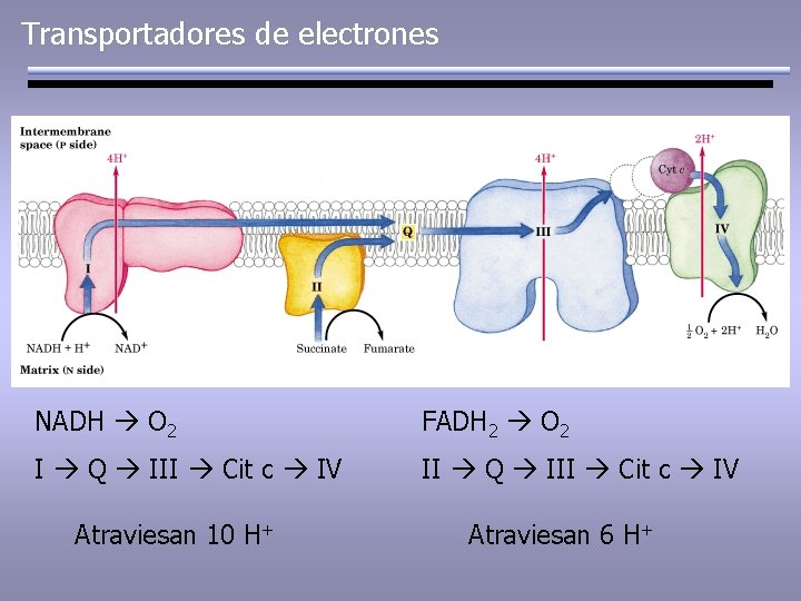 Cuales Son Los Transportadores De Electrones slidetodoc.com