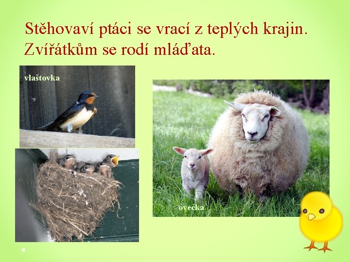 Stěhovaví ptáci se vrací z teplých krajin. Zvířátkům se rodí mláďata. vlaštovka ovečka 