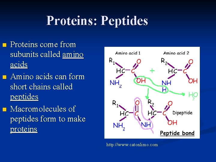 Proteins: Peptides n n n Proteins come from subunits called amino acids Amino acids