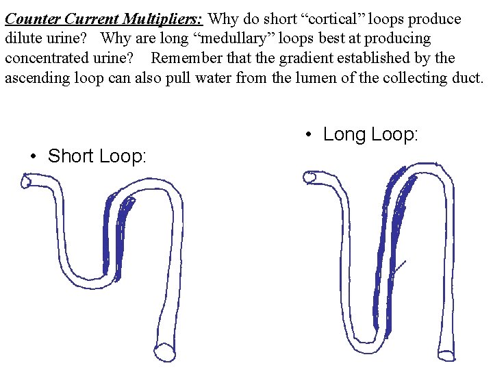Counter Current Multipliers: Why do short “cortical” loops produce dilute urine? Why are long