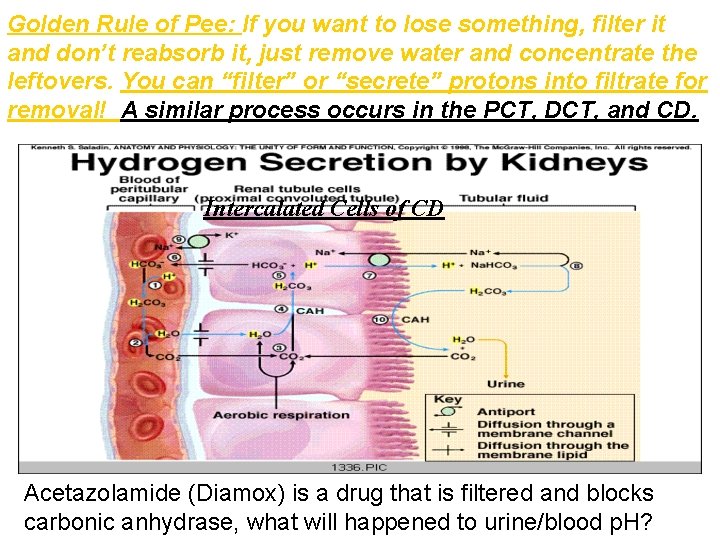 Golden Rule of Pee: If you want to lose something, filter it and don’t