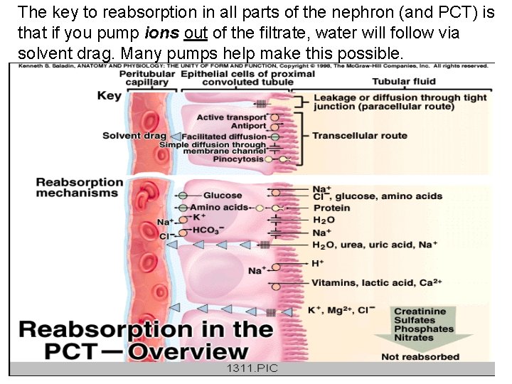 The key to reabsorption in all parts of the nephron (and PCT) is that