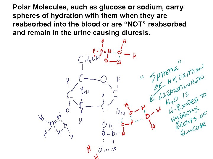 Polar Molecules, such as glucose or sodium, carry spheres of hydration with them when