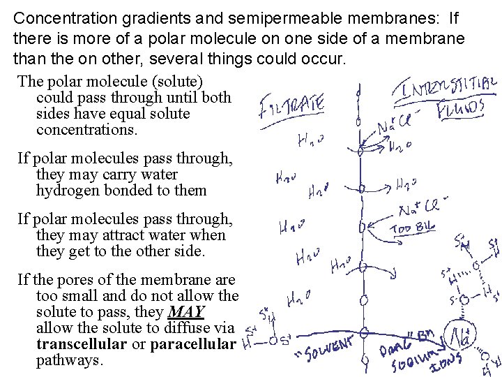 Concentration gradients and semipermeable membranes: If there is more of a polar molecule on