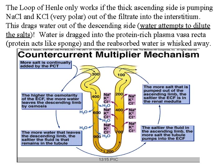 The Loop of Henle only works if the thick ascending side is pumping Na.