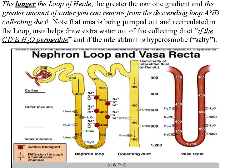 The longer the Loop of Henle, the greater the osmotic gradient and the greater