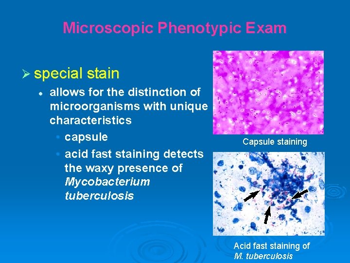 Microscopic Phenotypic Exam Ø special stain l allows for the distinction of microorganisms with