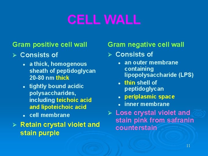 CELL WALL Gram positive cell wall Ø Consists of l l l Ø a