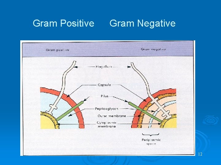 Gram Positive Gram Negative 12 