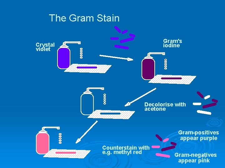 The Gram Stain Gram's iodine Crystal violet Decolorise with acetone Gram-positives appear purple Counterstain