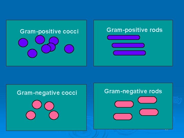 Gram-positive cocci Gram-positive rods Gram-negative cocci Gram-negative rods 15 