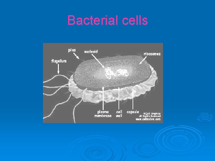 Bacterial cells 