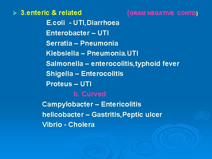 Ø 3. enteric & related (GRAM NEGATIVE CONTD) E. coli - UTI, Diarrhoea Enterobacter