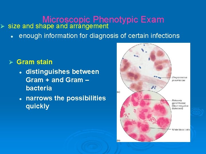 Ø Microscopic Phenotypic Exam size and shape and arrangement l enough information for diagnosis