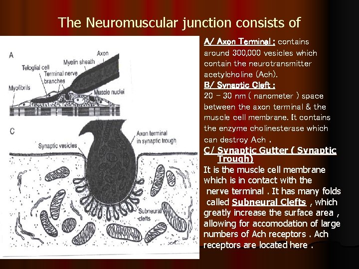 The Neuromuscular junction consists of A/ Axon Terminal : contains around 300, 000 vesicles